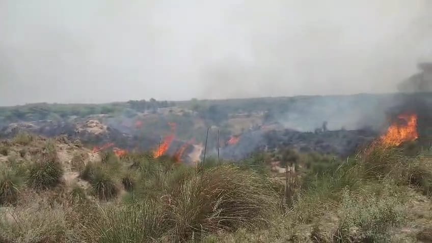 agra news fire in jungle