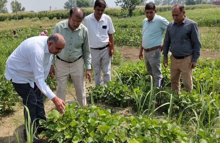 Intercropping of sugarcane will increase farmers' income: Dr. BR KambojIntercropping of sugarcane will increase farmers' income: Dr. BR Kamboj