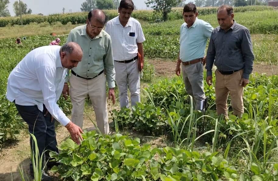 गन्ने में अंतरवर्तीय खेती से बढ़ेगी किसानों की आय : डॉ. बीआर कांबोज