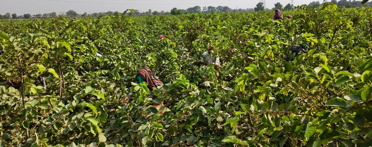agra news berry farming