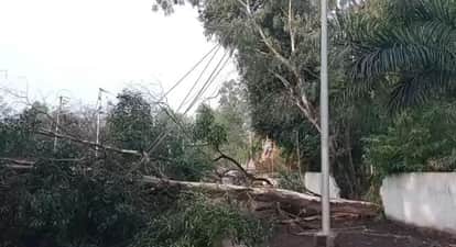 Ox killed by lightning in Korba and power outage hits dozens of villages