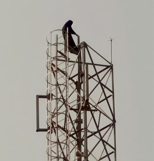 A young woman climbed a tower for the second time in a week, determined to marry her lover.