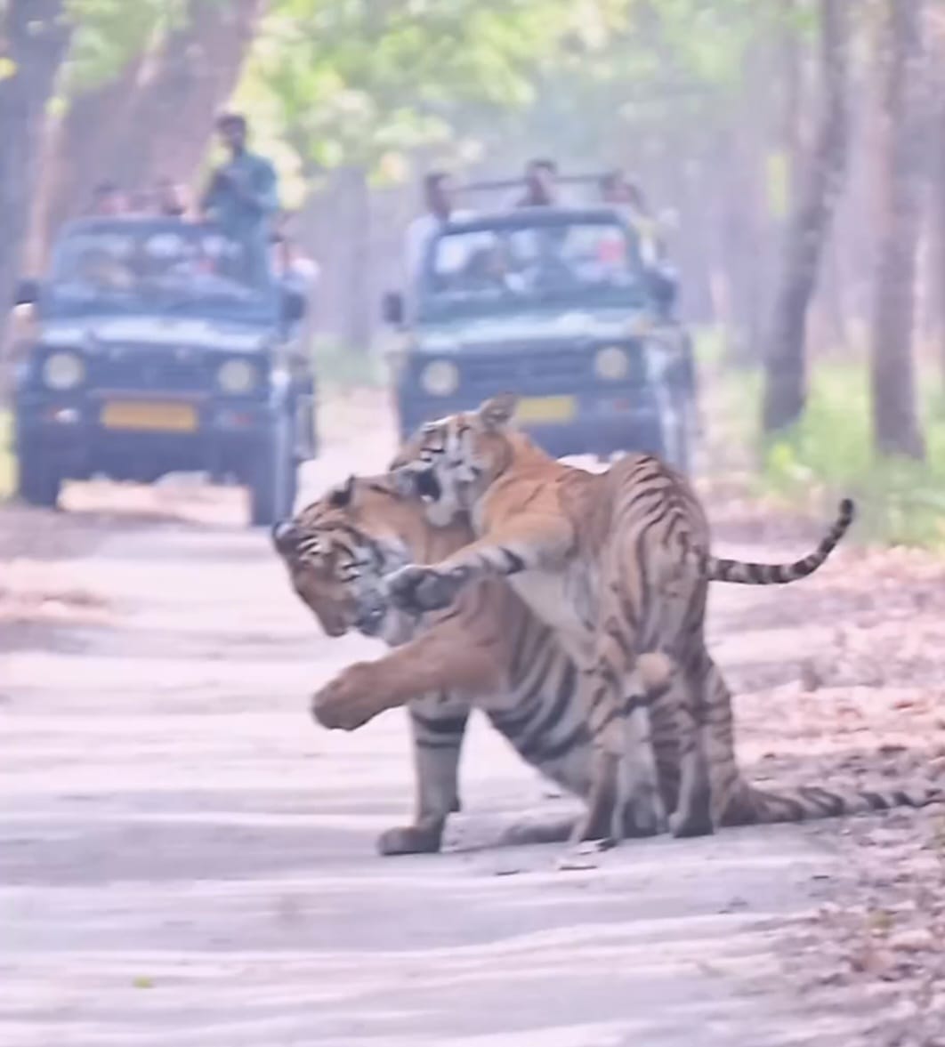 Tourists throng PTR, tigers are seen in abundance