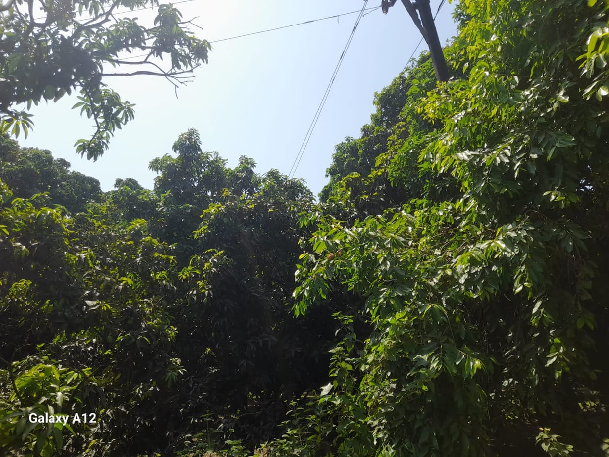 To keep mangoes looking their best, fruit bags will now be worn.