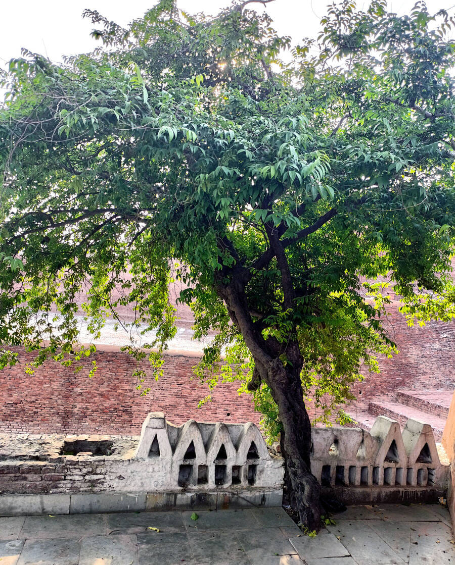 250 year old Kendu in Kalayat, remains green throughout the year