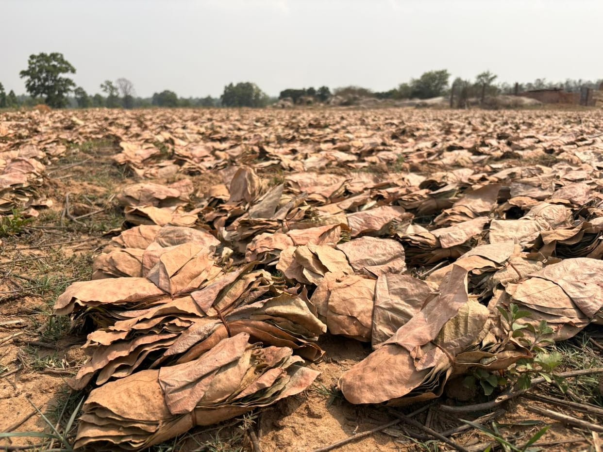 3,000 Bundles of Tendu Leaves Being Transported from UP Seized; Seven Motorcycles Impounded