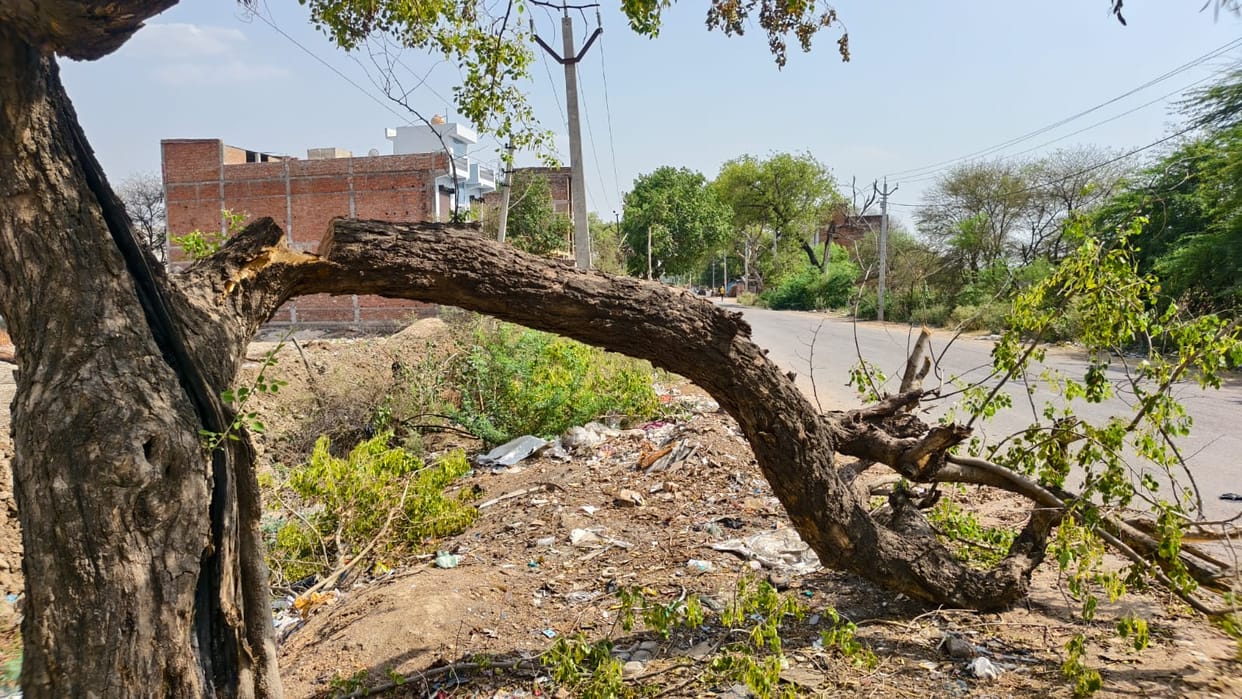 A tree branch fell on a bike rider, killing a woman.
