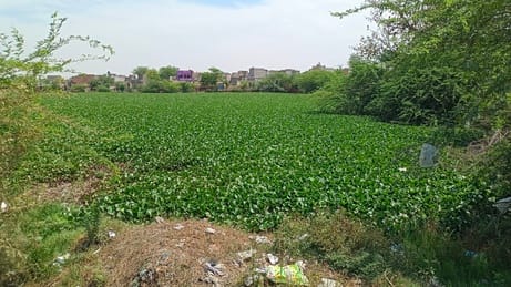 The water hyacinth-covered Ansar Johad is not being cleaned.