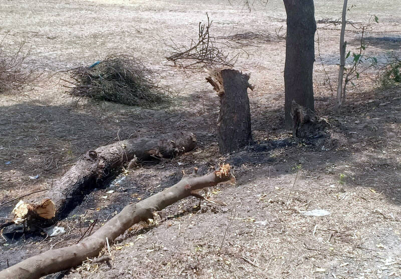 Neem, acacia and plum trees were cut down and set on fire.