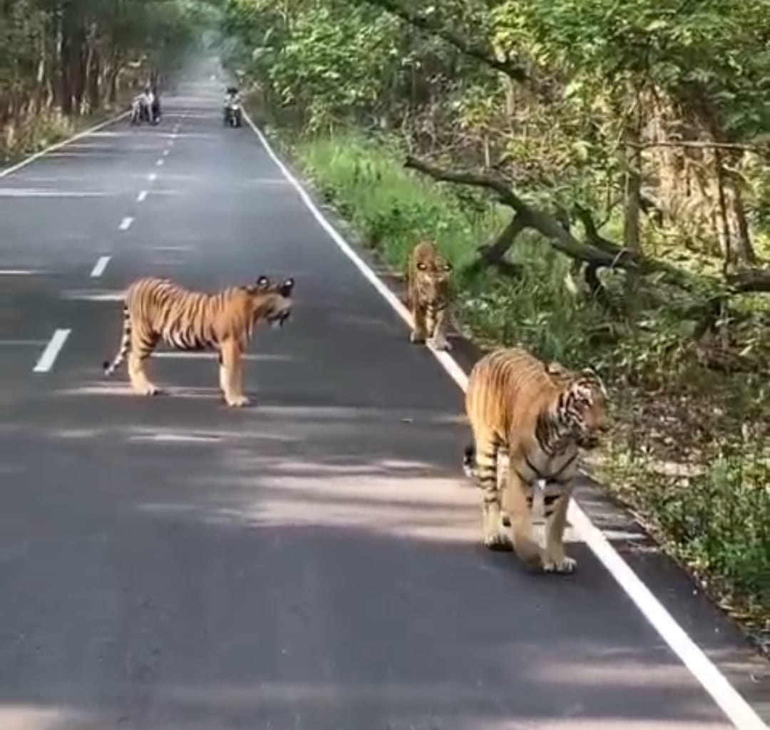 Tigress spotted with cubs on Mahofa forest road, video goes viral