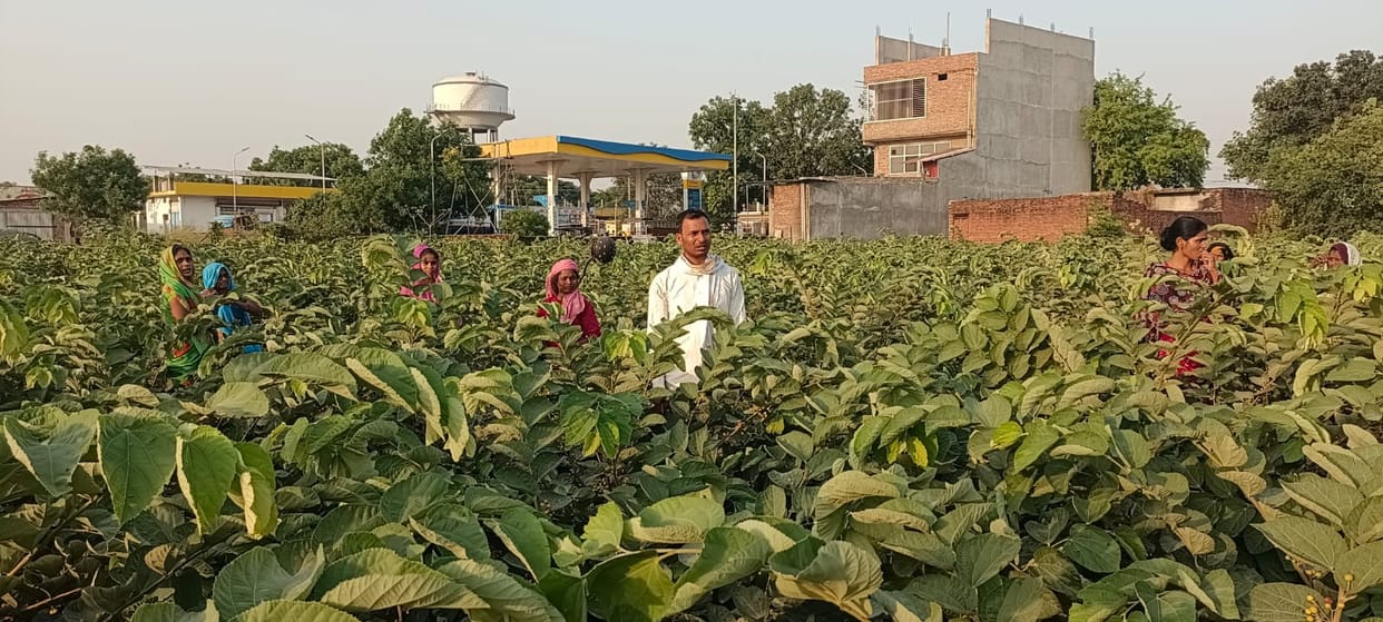 Demand for phalsa has increased, with sweetness reaching Mumbai and Nagpur.