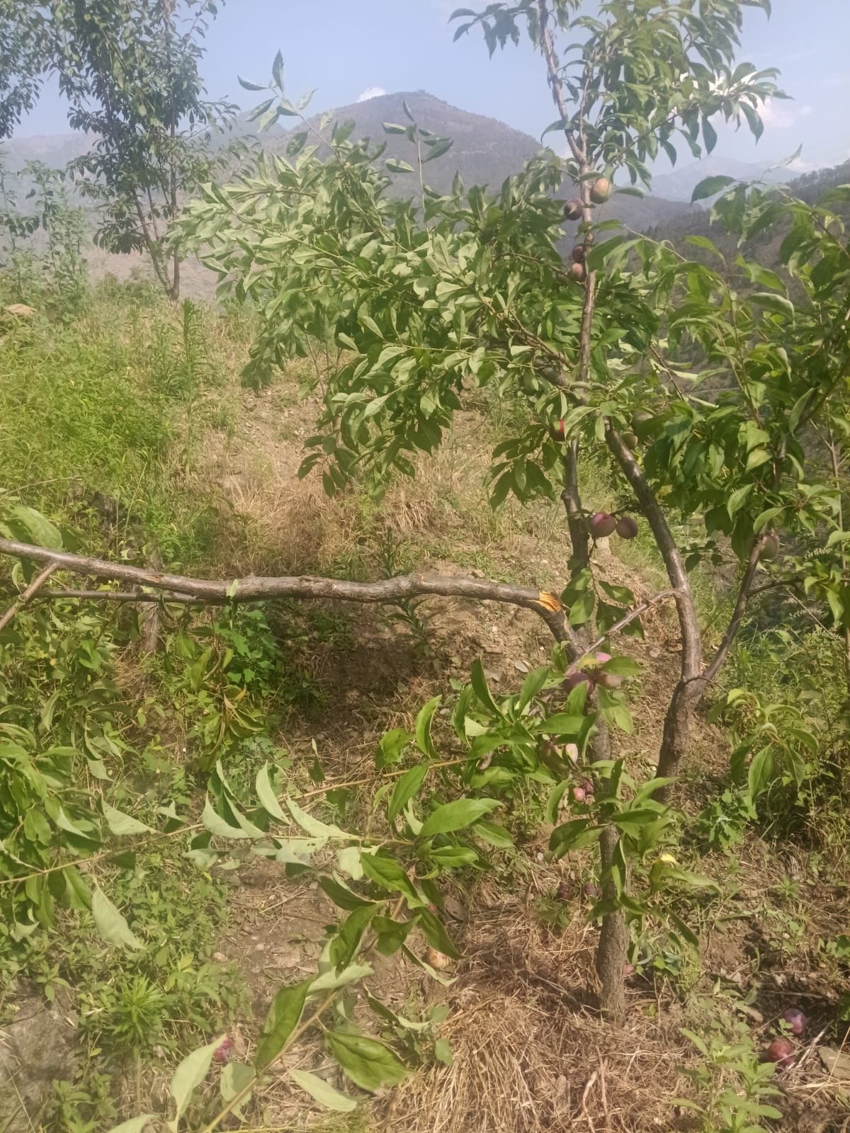 Bear terror in Sharan village of Neerath Panchayat