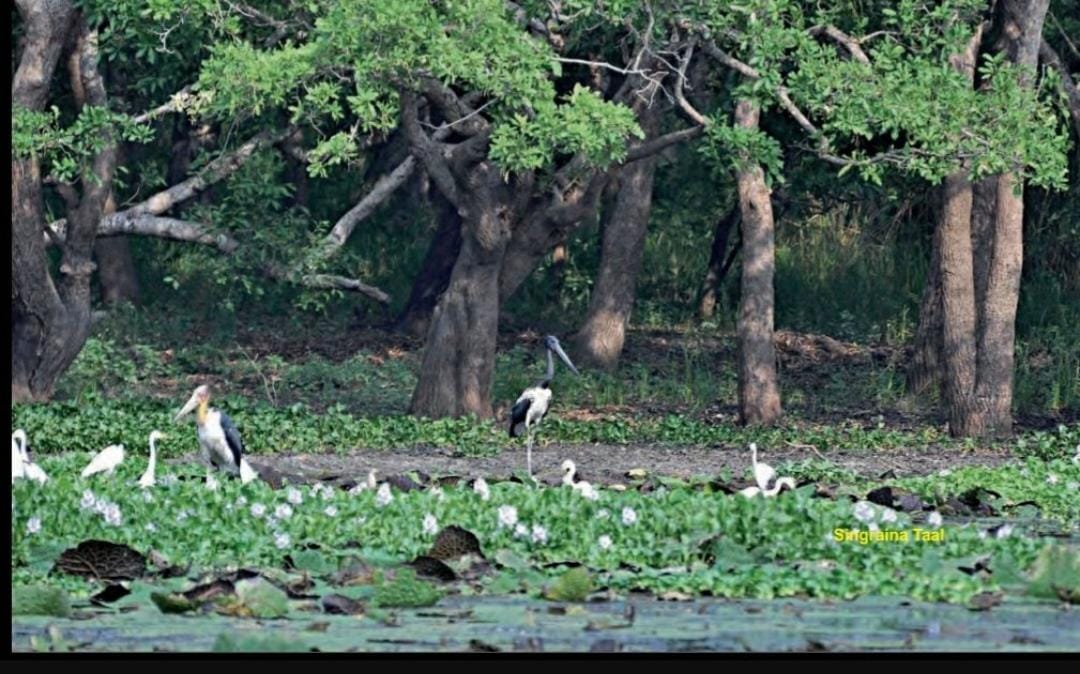 The 1.5 crore-worth jungle safari has been deserted for three and a half years, with a broken bridge proving a hindrance.