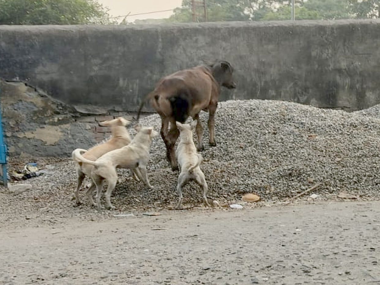 Dog sterilization has not yet begun in the district, increasing problems