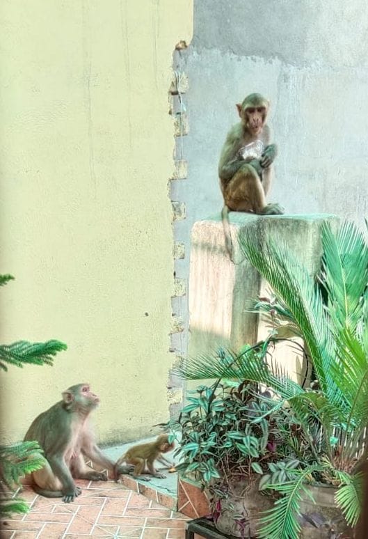 Monkey menace on the rise in the city