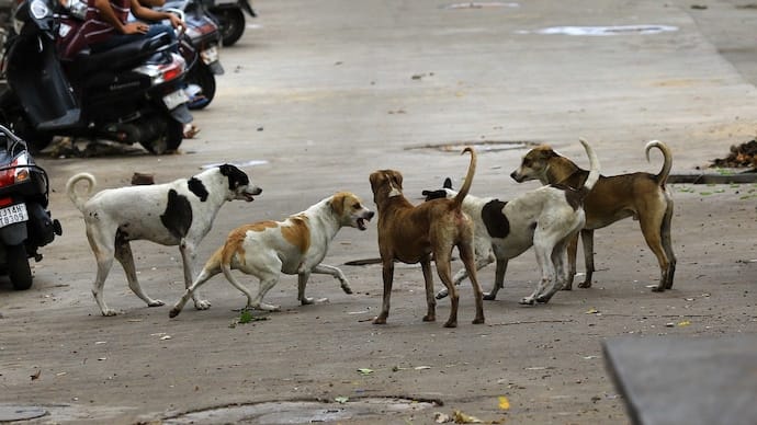 आवारा श्वान