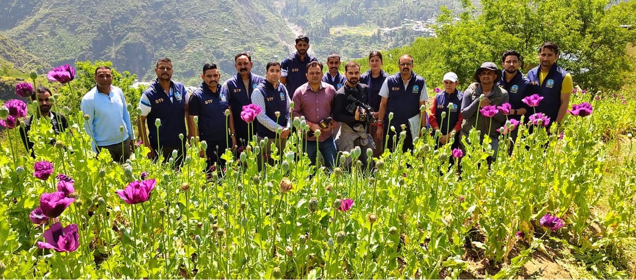 STF destroyed 4.25 lakh opium plants