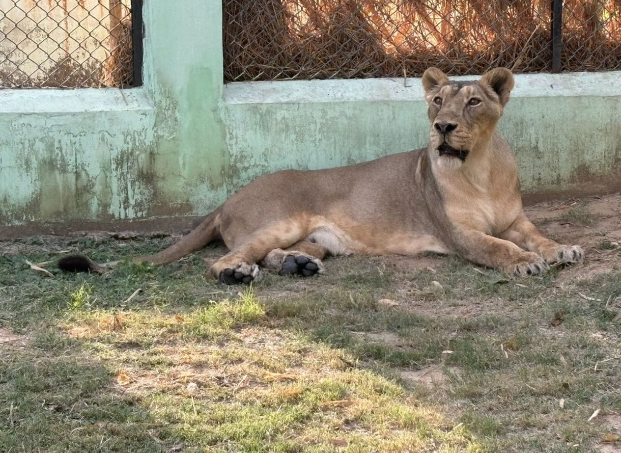 Sudha kept searching for her loved ones in the AC enclosure of House Number One.