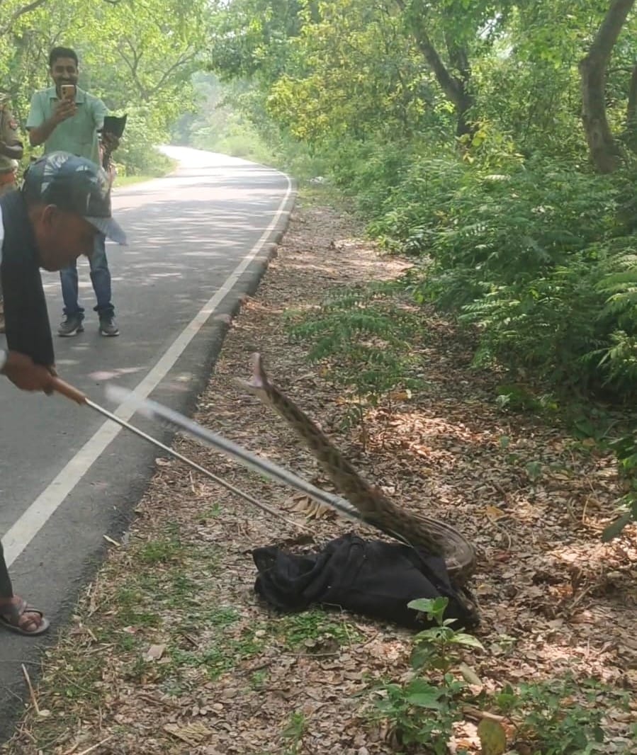 The emergence of a 12-foot-long python caused a stir
