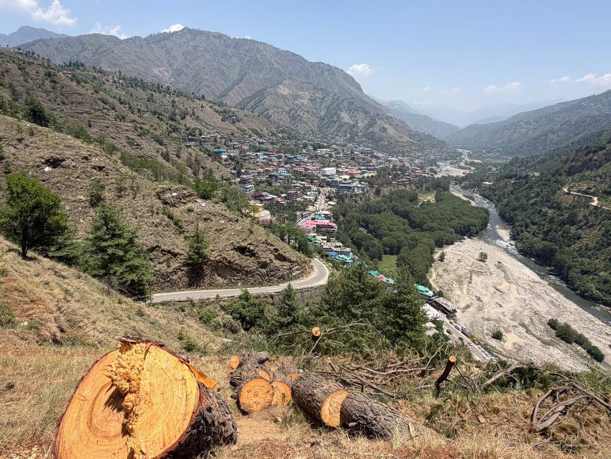 More than 20 Kayal-pine trees felled in Rohru