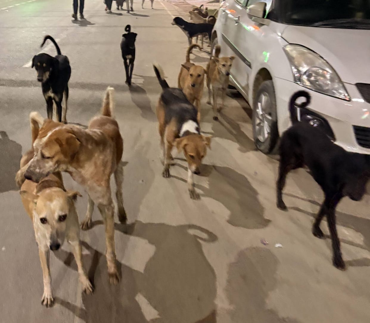 Stray dogs are a menace, and attacks on children and the elderly are a cause of panic.