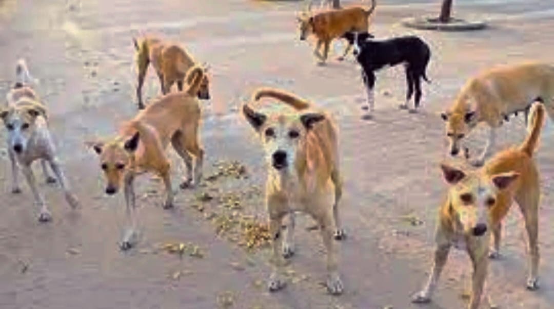 No plan has been made yet to stop the menace of stray dogs.