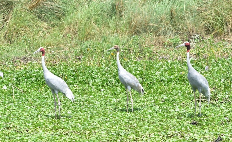 Aligarh will become the first green city with the help of 10 wetlands