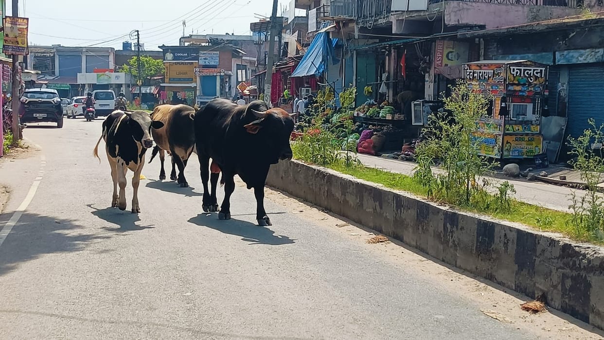 Stray animals become the cause of accidents in Barthi