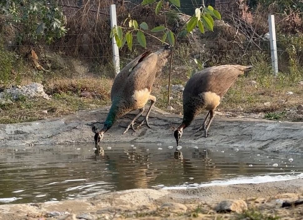 Mini forest becomes a new home for wild animals and birds