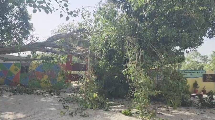A tree branch fell on the school premises, students had a narrow escape.