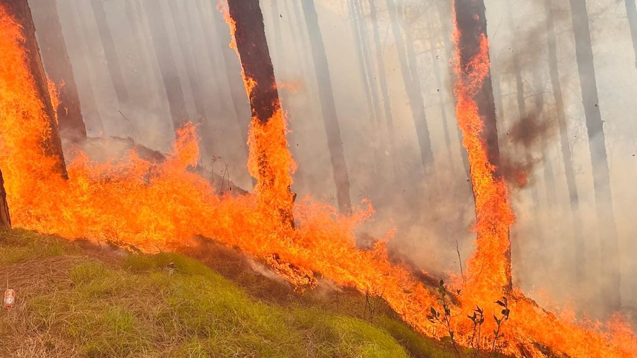 Fire breaks out in Oda forest, forest wealth reduced to ashes