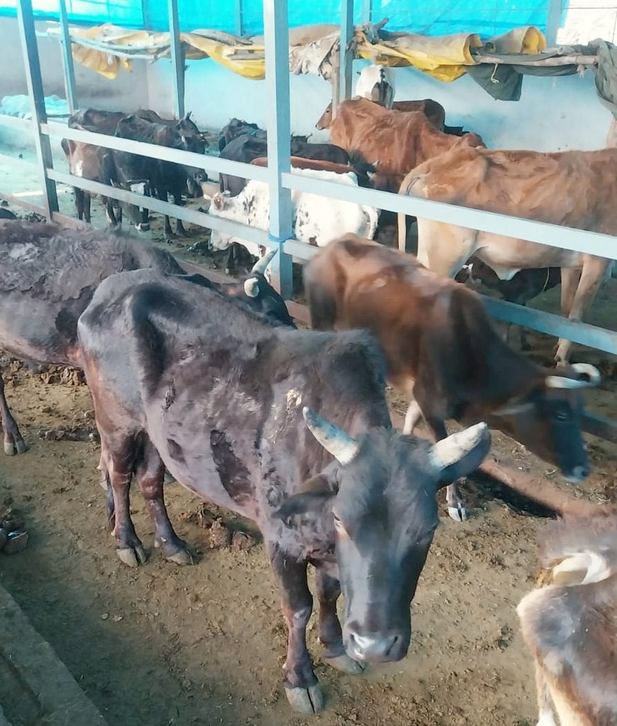 The cowshed running in Ratanpur was closed due to lack of facilities