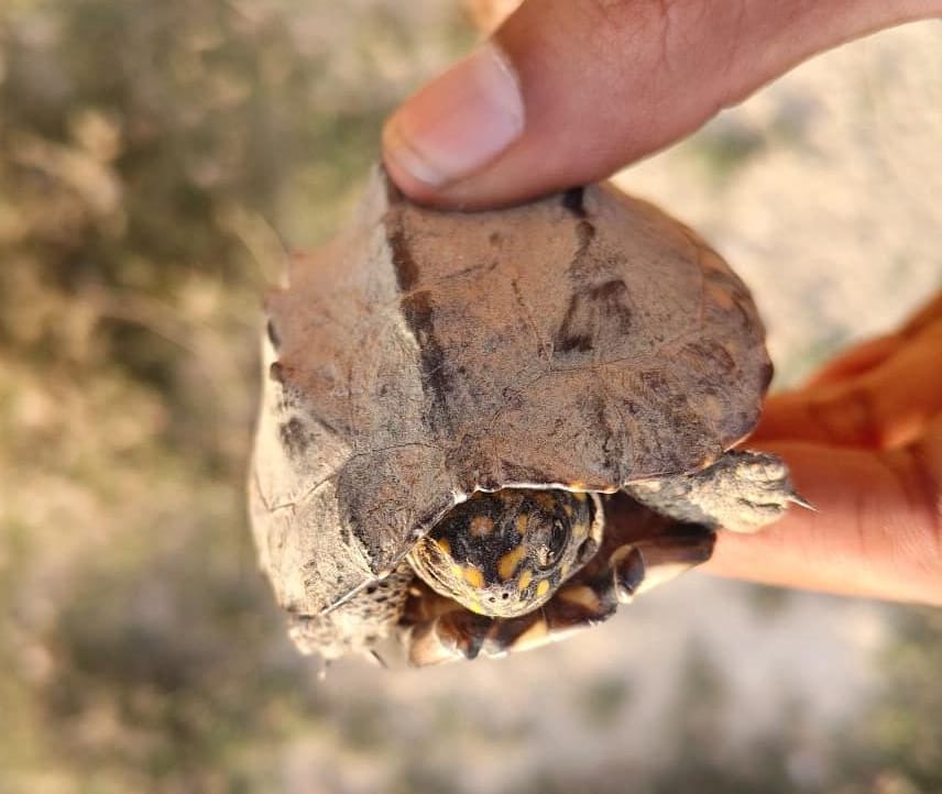 Three Rare Turtle Species Discovered