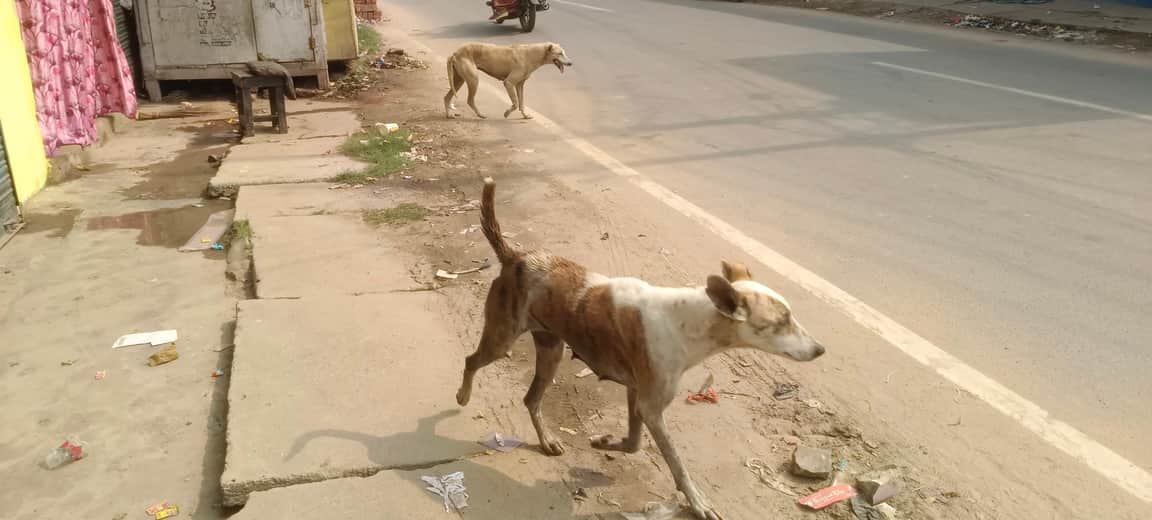 Fight over feeding dogs