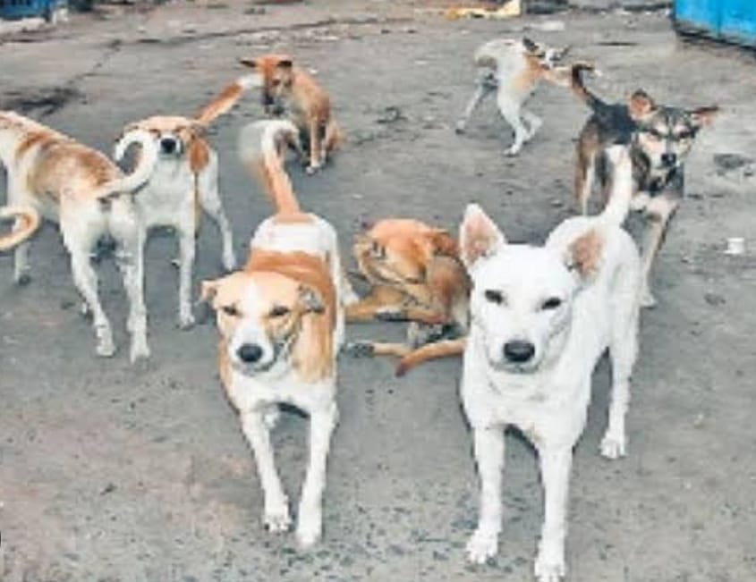 Dogs are becoming ferocious in the district... Eight thousand anti-rabies vials are consumed every month.