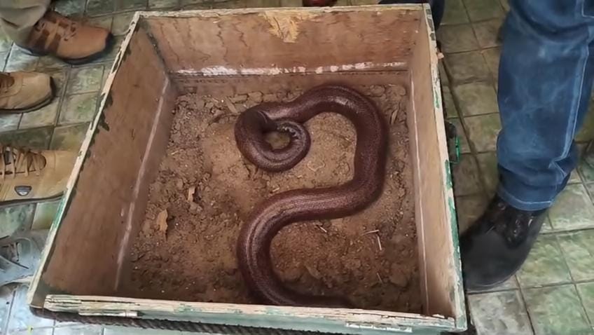 Ujjain News: 5 Arrested for Red Sand Boa Smuggling Linked to Superstitious Beliefs, Forest Team Probes Network