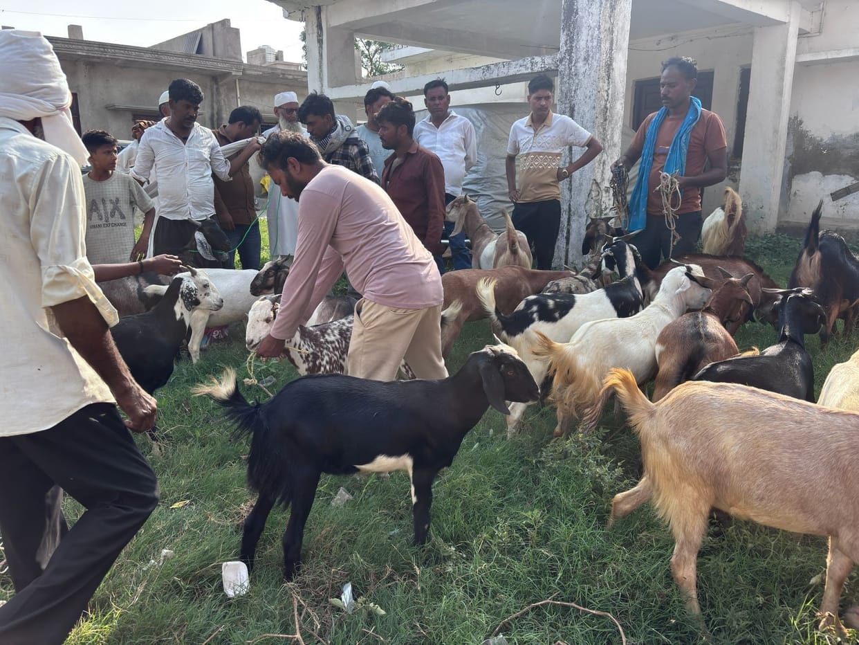 The king goat worth Rs 1.10 lakh is the centre of attraction