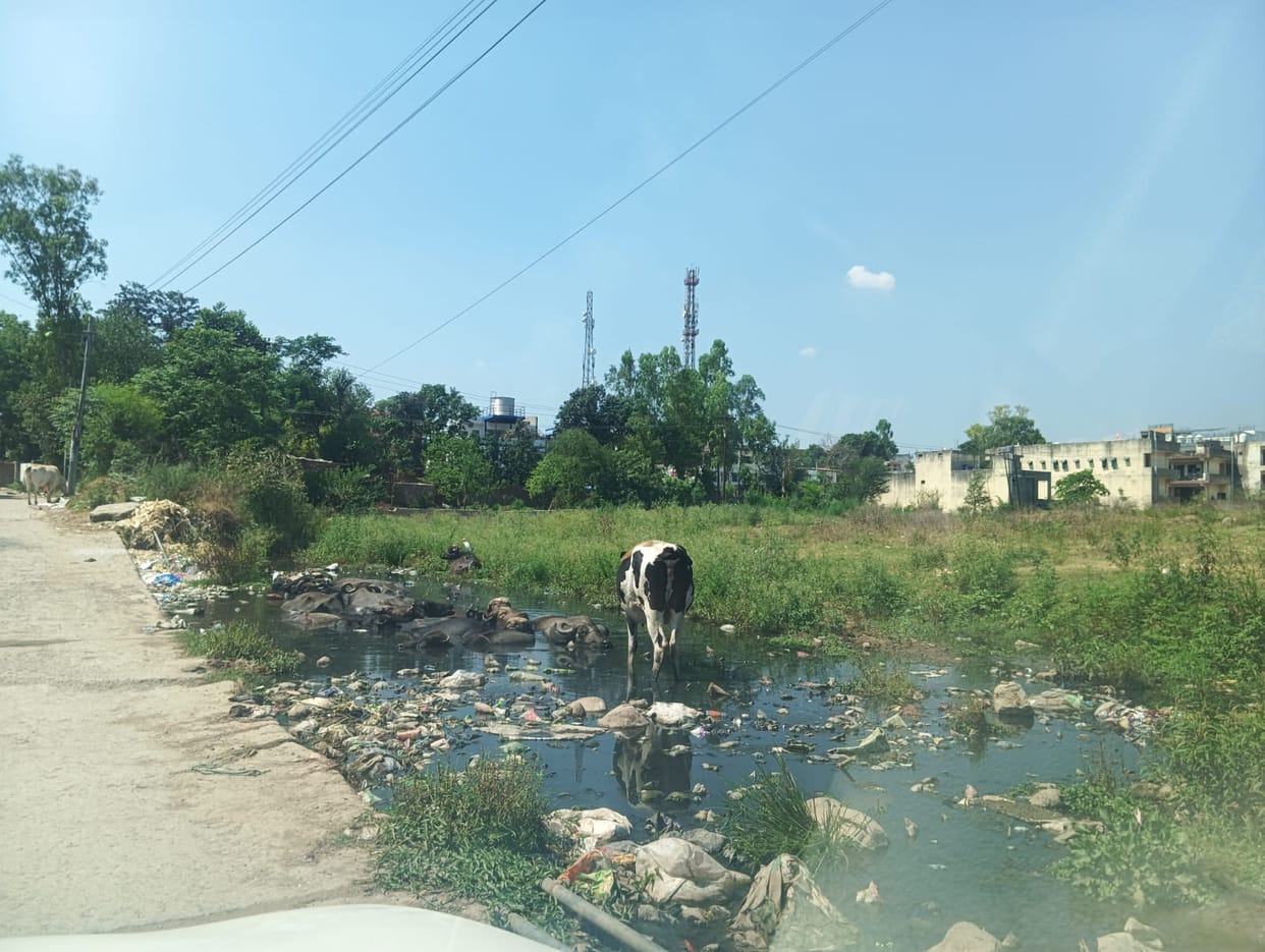Dirty sewer water accumulates near the pump house in Barotiwala, risking an epidemic.