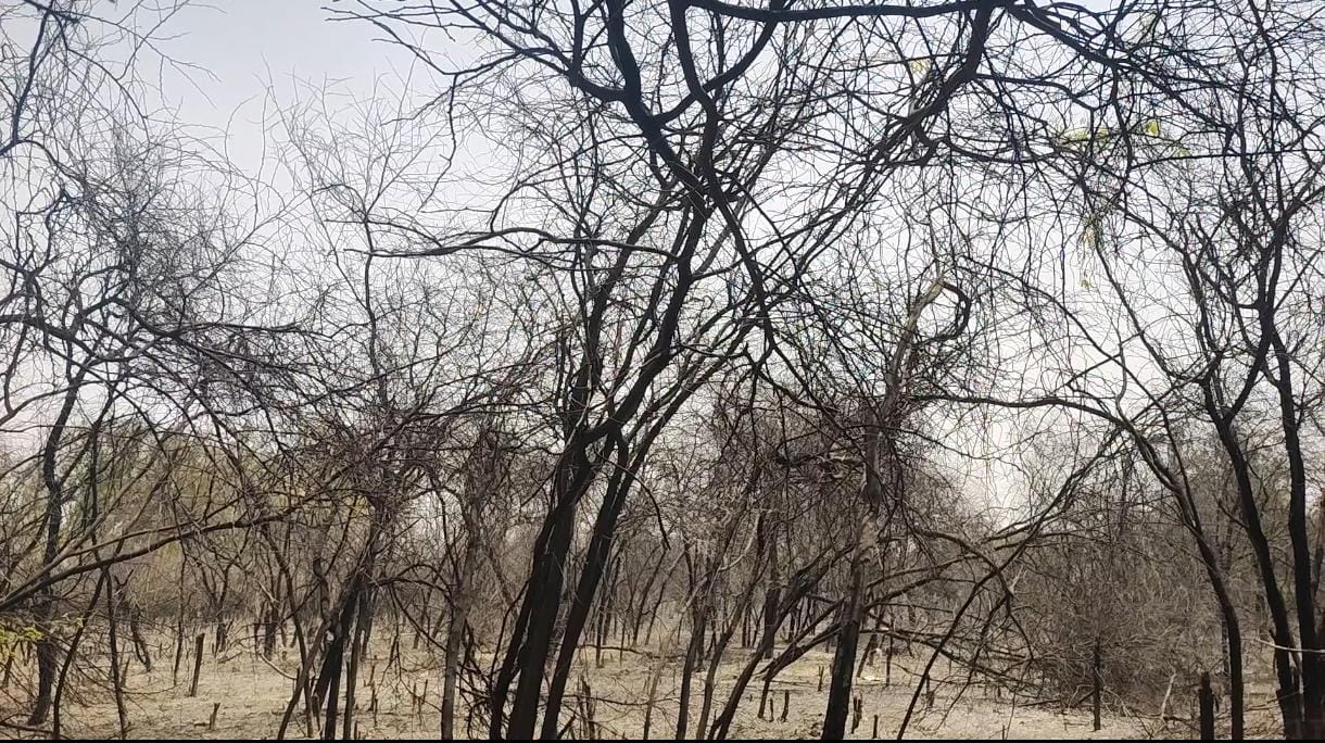 Trees on Forest Department land have dried up due to pollution.