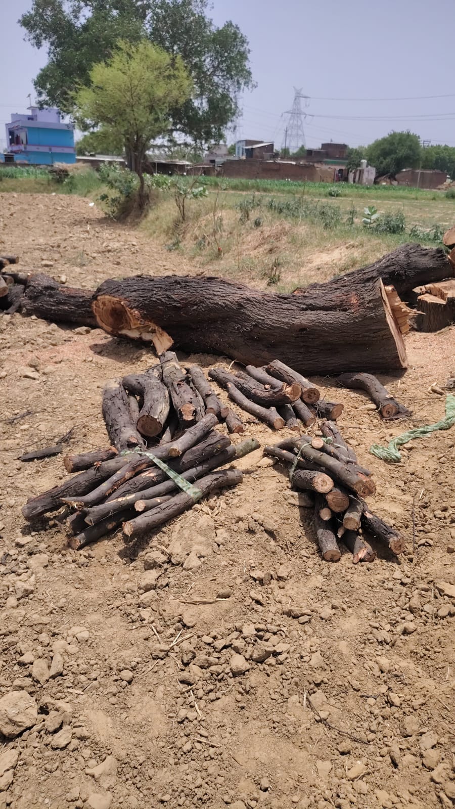 Forest mafia cuts dozens of acacia trees, video goes viral