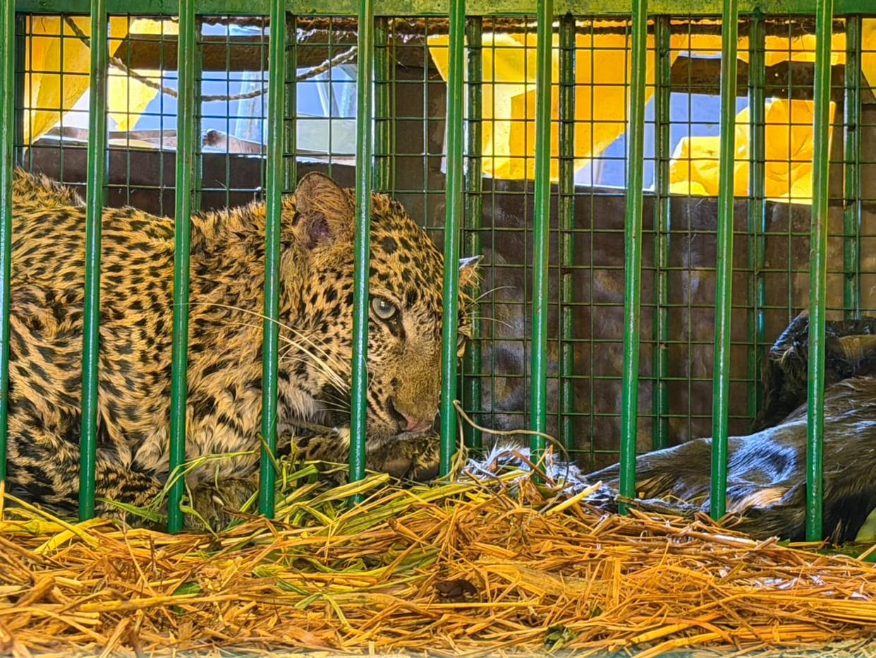 Leopard trapped in cage after being lured by goat