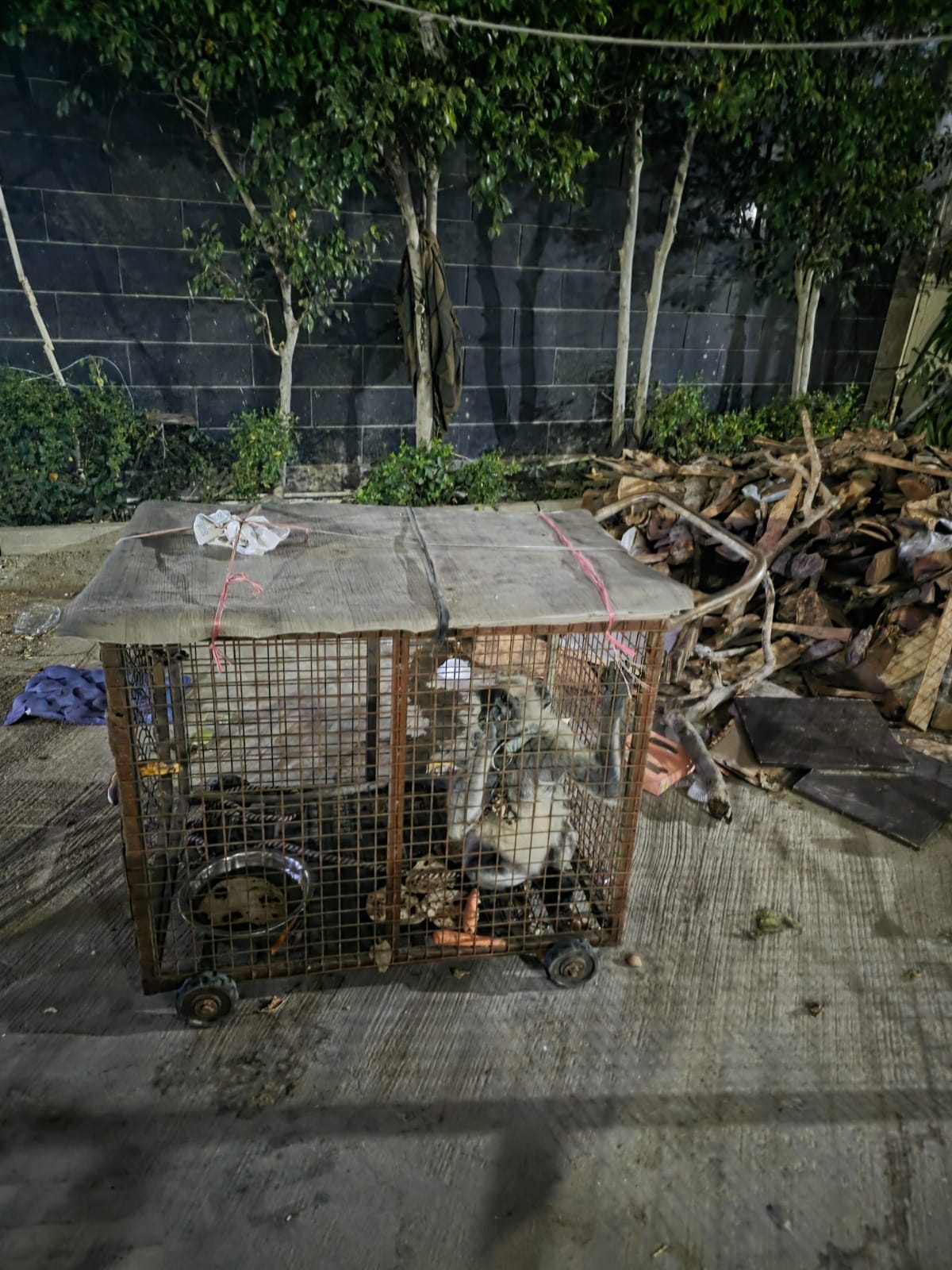 Langur Imprisoned in a Cage Seeks a Path to Freedom