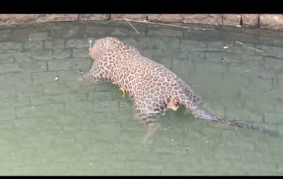 Panna News: Female Leopard Found Dead in Deep Well, Strayed Into Village Area in Search of Water