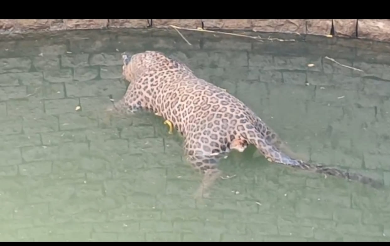 Panna News: Female Leopard Found Dead in Deep Well, Strayed Into Village Area in Search of Water