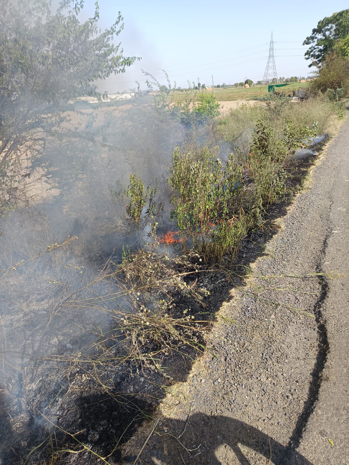 Trees in danger due to fires being set in the fields