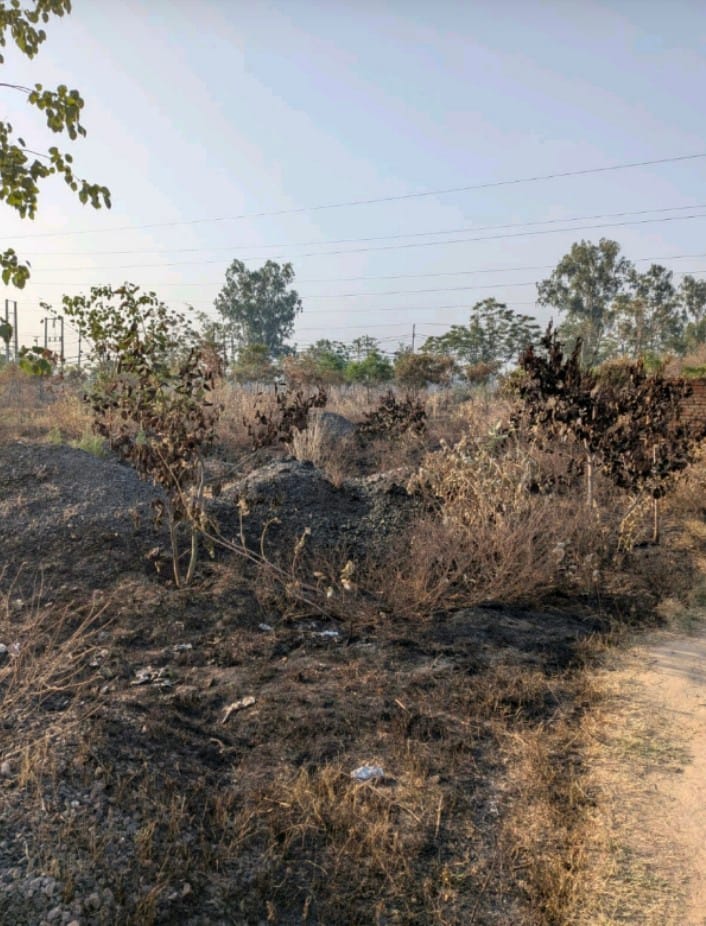 600 plants burnt in a fire started in the name of cleanliness at Siwah Stadium