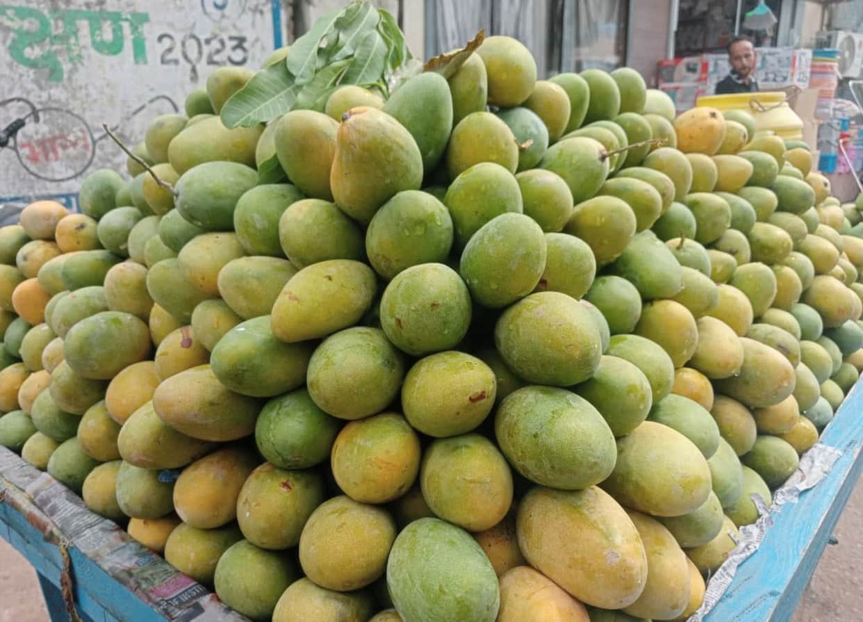 The market is filled with the fragrance of mangoes... Dasheri-Totapuri are the favourites