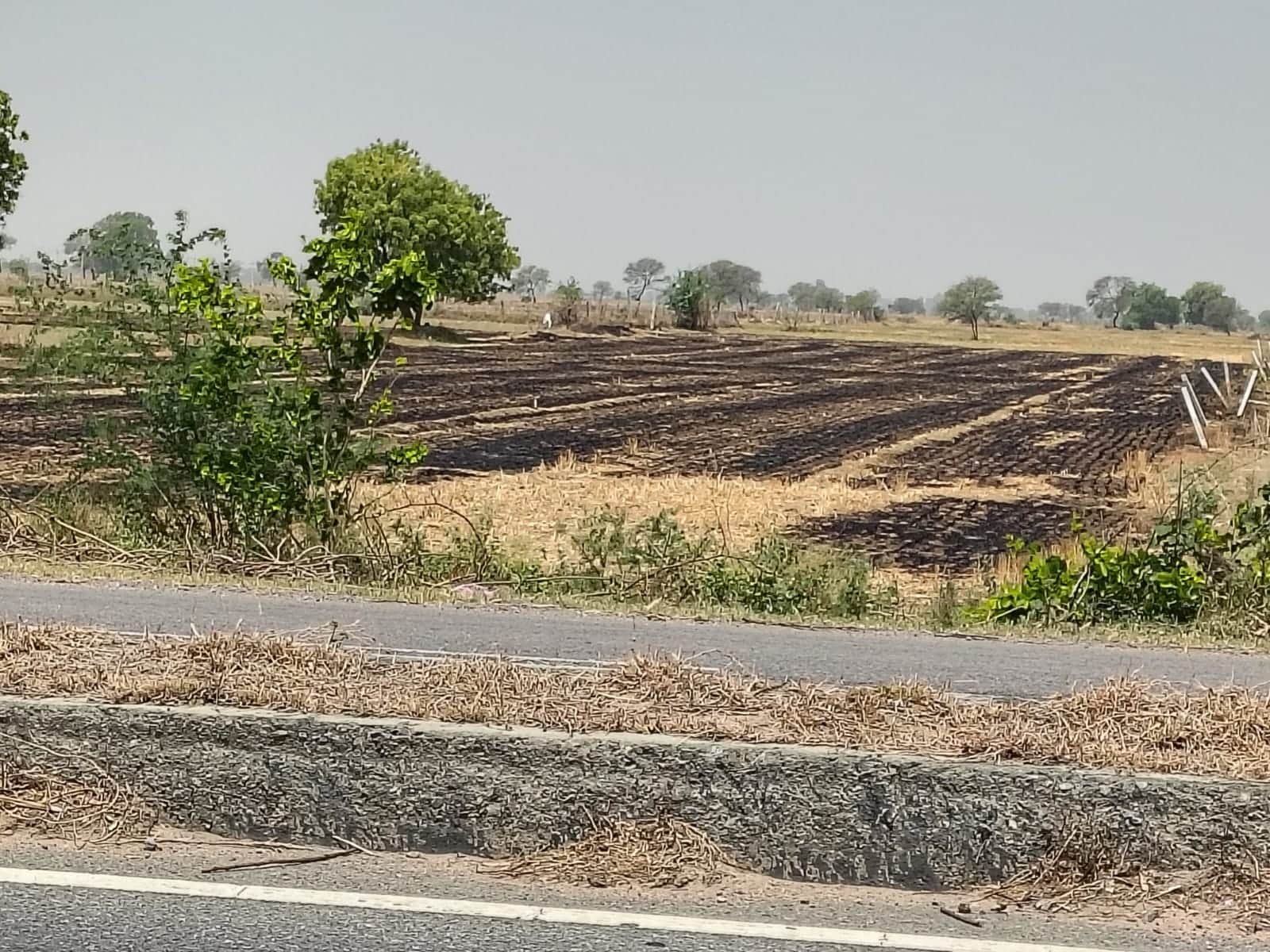 फोटो - 14 शहर से 10 किलोमीटर दूर जलने के बाद खेत में बिछी राख। संवाद
