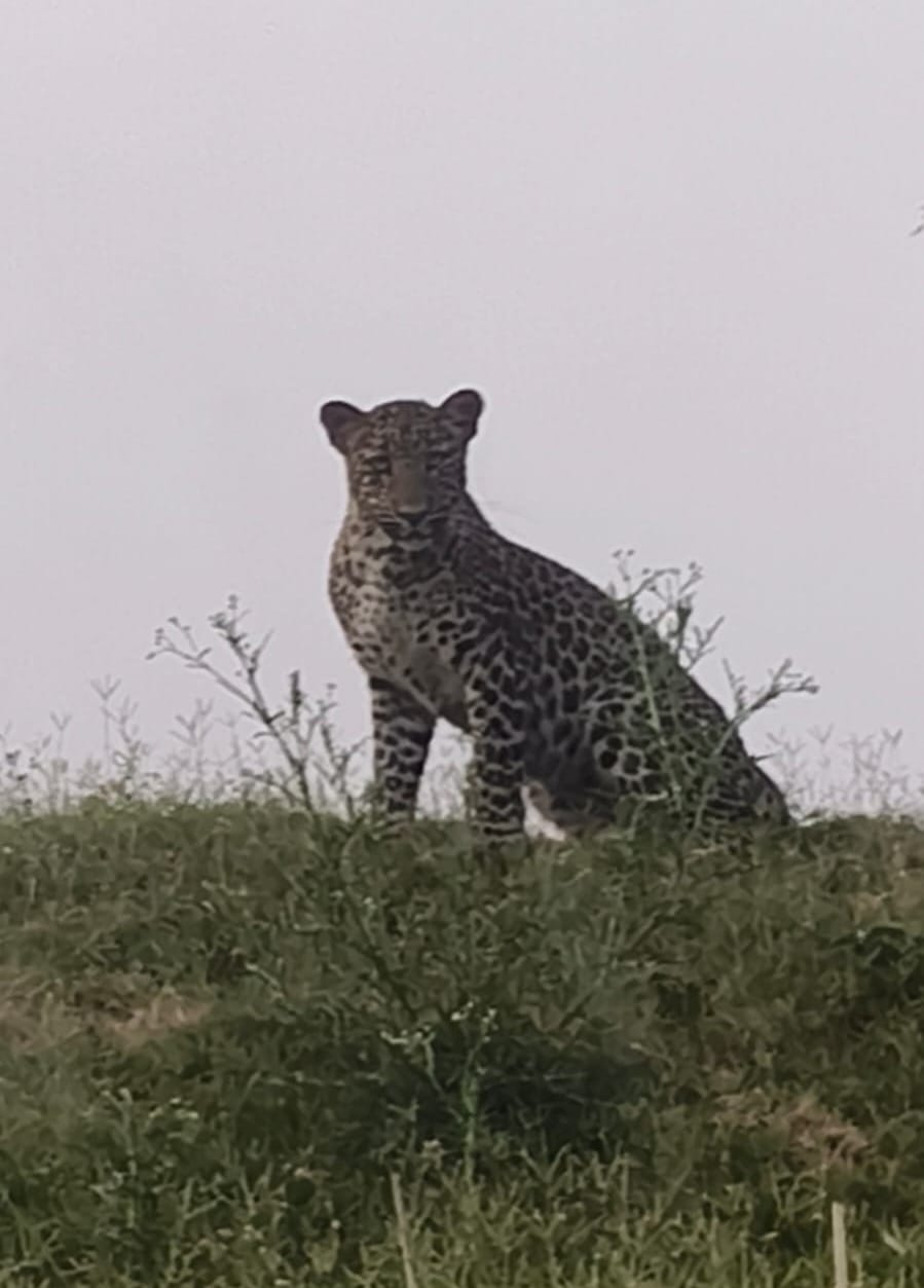 Leopard seen sitting at a height near a closed brick kiln