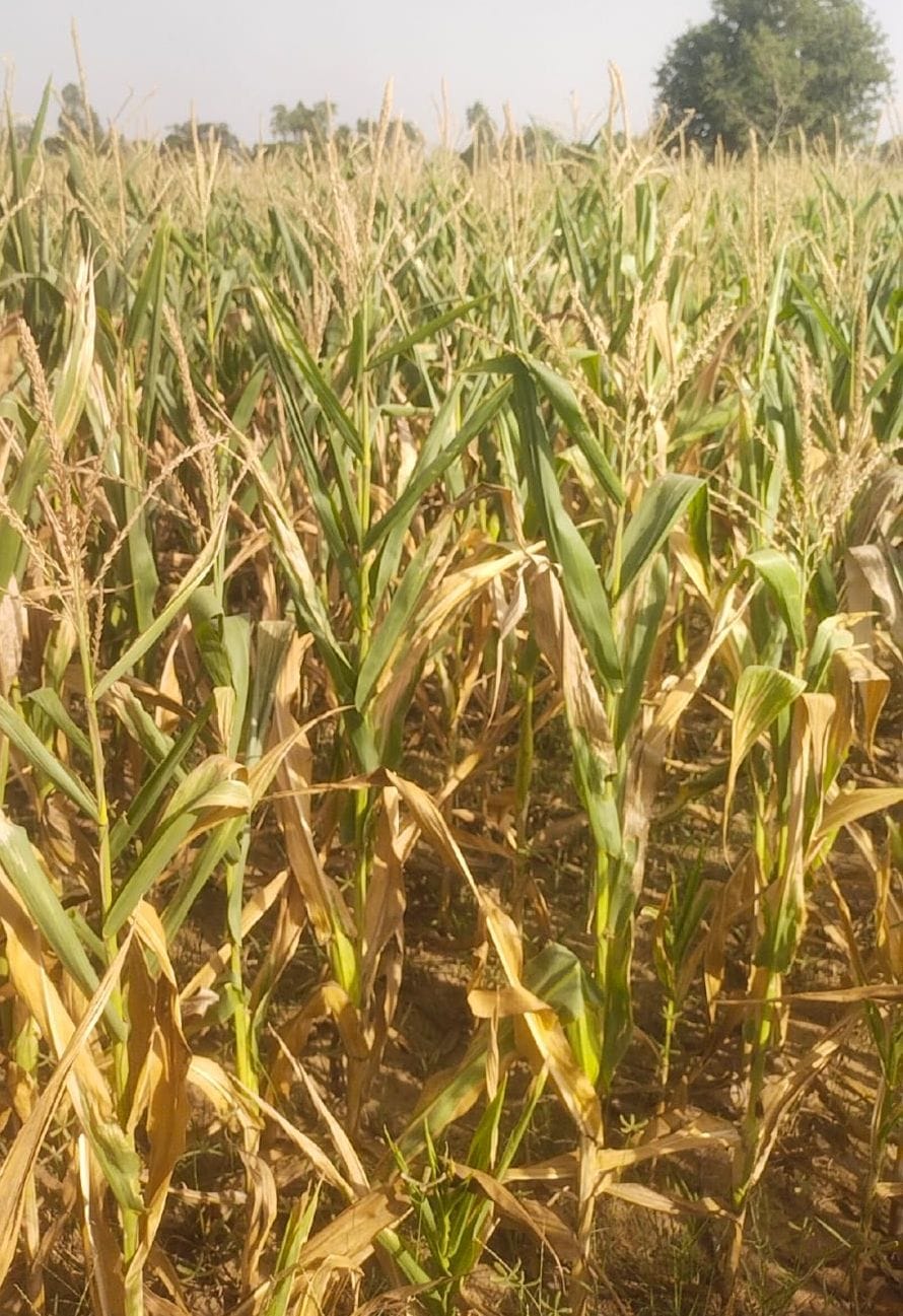 Power crisis deepens, crops dry up